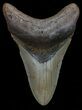 Megalodon Tooth - North Carolina #67139-1